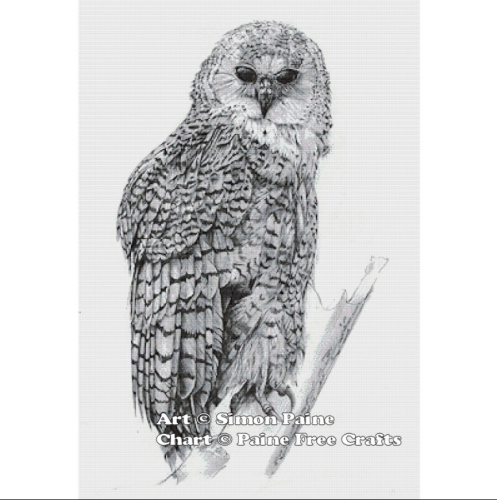 (image for) Barred Owl